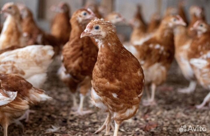 Живая птица