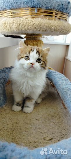 Девочка хайленд страйт