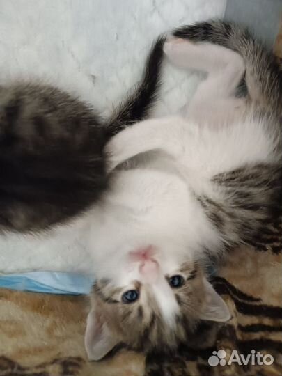 Котенок