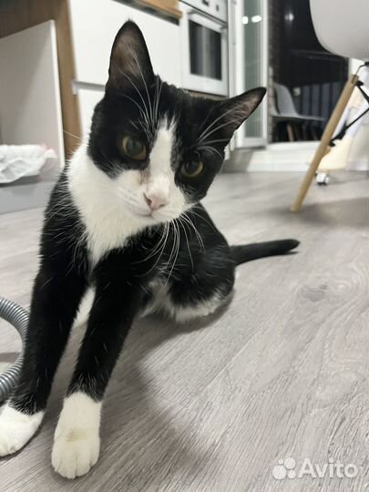 Кошка молодая 2 года