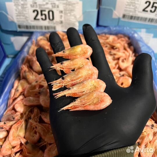 Креветка мурманская