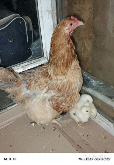 Цыплята доморощенные из под курицы