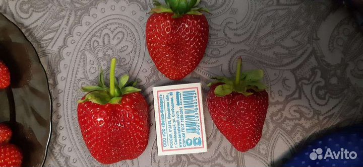 Рассада ремонтантной клубники