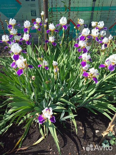 Ирисы