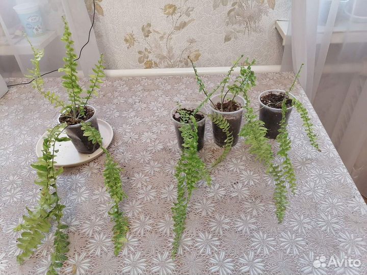 Папоротник Tiger Fern, ажурный миниатюрный