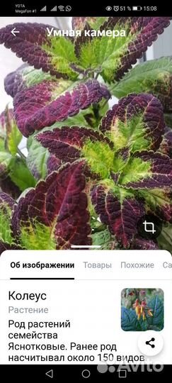 Цветы комнатные