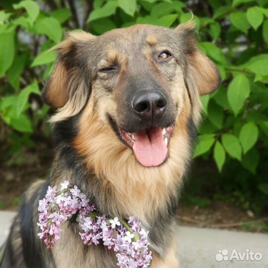Кинолог, выгул с дрессировкой, онлайн и очно