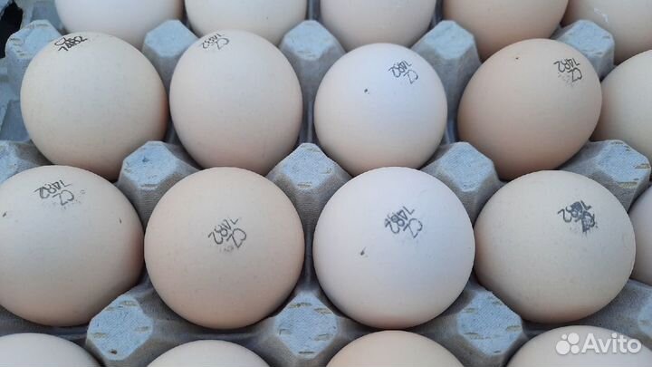 Инкубационное яйцо Европа и Россия на 2023 год