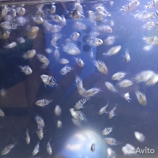 Сапфировые попугайчики, аквариумные рыбки