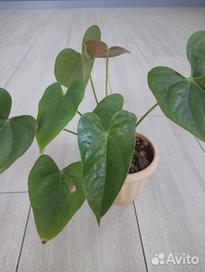 Комнатные цветы антуриум