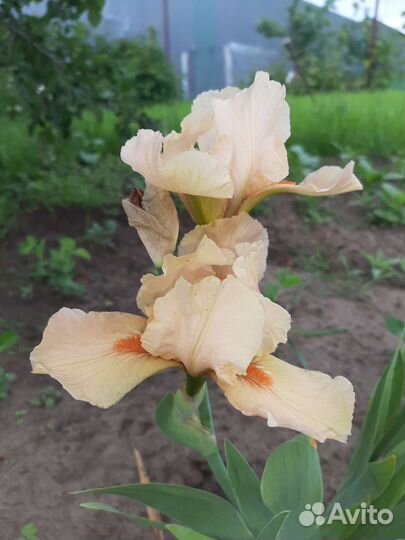 Ирисы сортовые