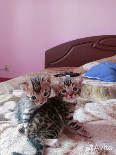 Бенгальские котята