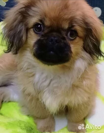 Щенки пекинеса