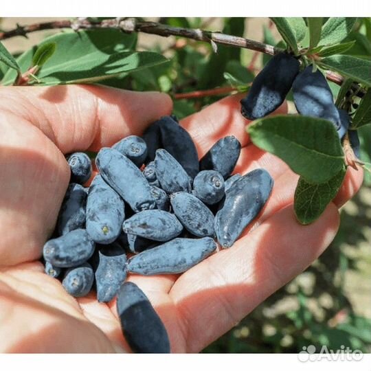 Саженцы жимолости 2-х летка с доставкой