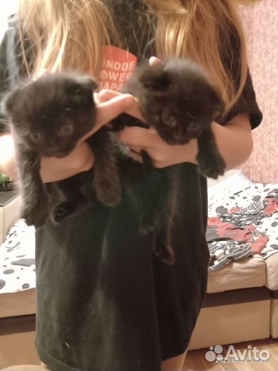 Британские котята