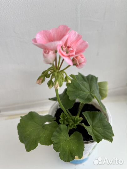 Герань пеларгония цветущее растение