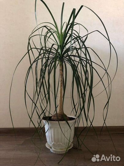 Нолина (бокарнея)