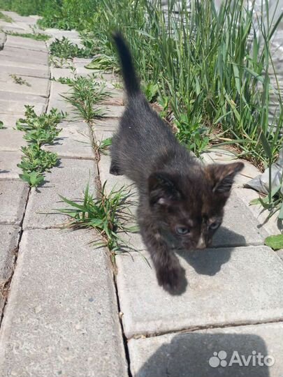 Кошки в добрые руки бесплатно