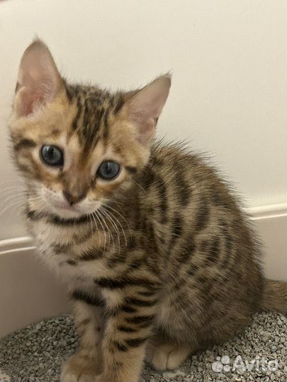Бенгальская кошечка