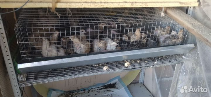 Отдам перепелов 37 штук можно с клеткой