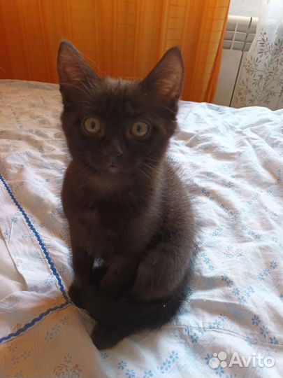 Анатолийский котик