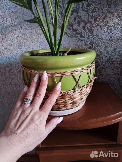 Спатифиллум