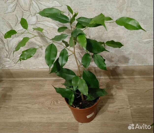 Фикус бенджамина Даниэль