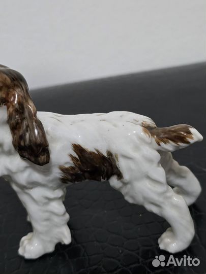 Limbach Германия Собака