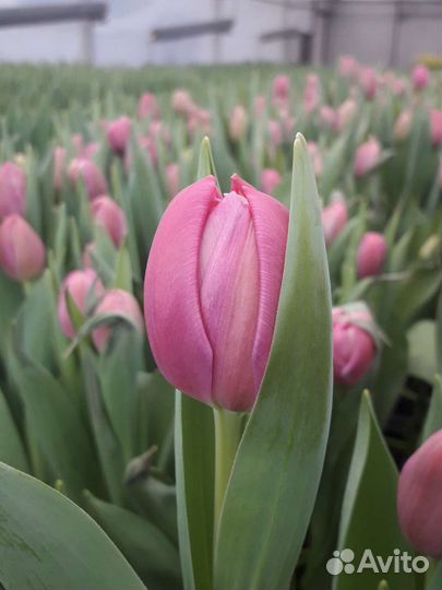 Опт Тюльпан луковица Крым
