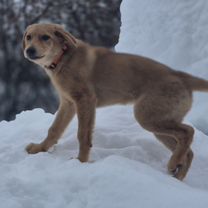 Русская гончая, щенок