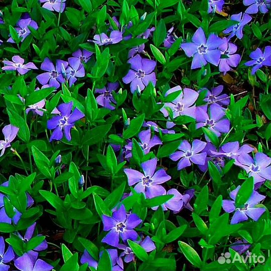 Барвинок Минор (1 корневище в горшке р9). Szkolka