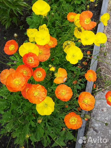 Многолетние цветы для сада