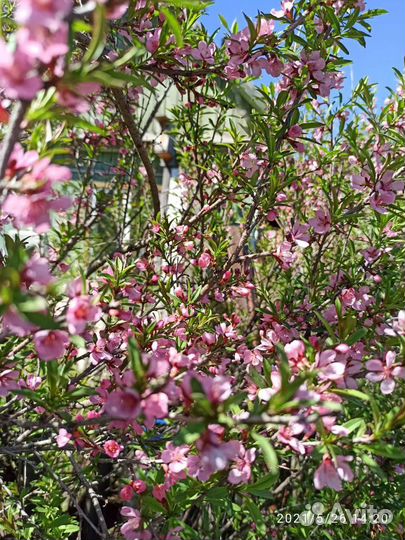 Саженцы декоративных и плодовых кустарников