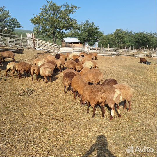 Овцы ярки галла