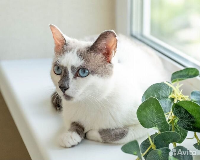 Кошечка в добрые руки