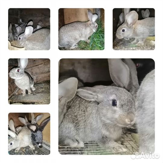 Кролики