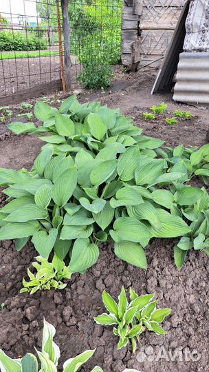 Хоста (декоративно-лиственные многолет. растения)