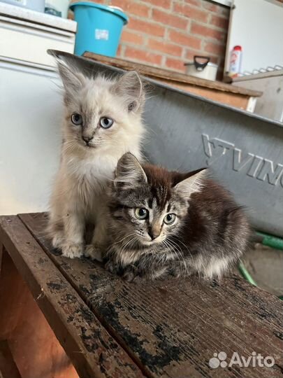 Котенок бесплатно