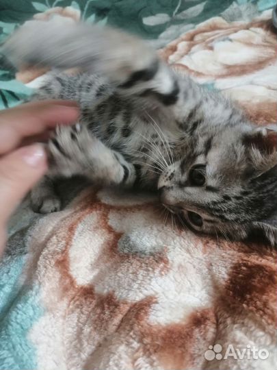 Котенок