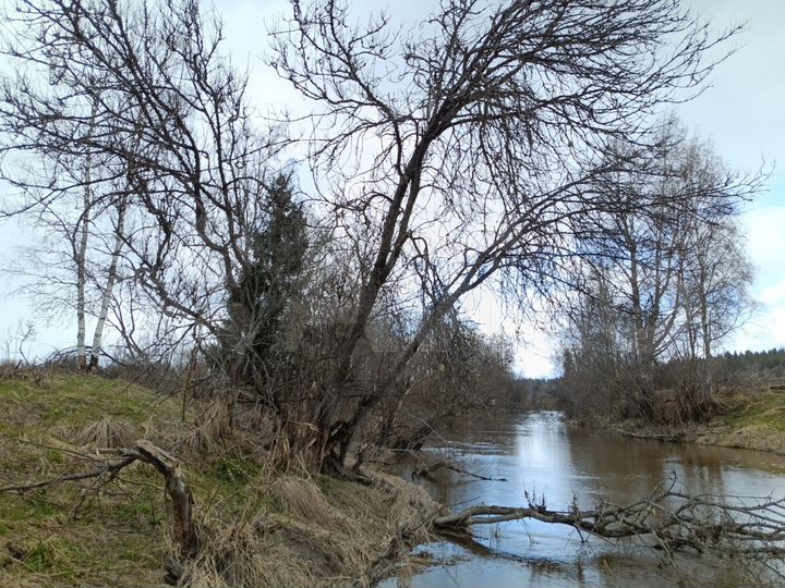 Участок 11 сот. (СНТ, ДНП)