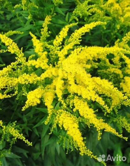 Альбиция обмен на другие цветы