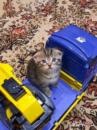 Вислоухие котята