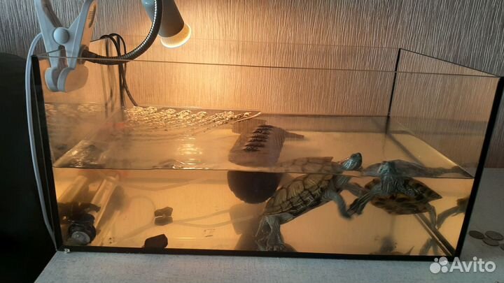 Красноухая черепаха вместе с аквариумом, кормом, ф