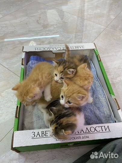 Котята в добрые руки