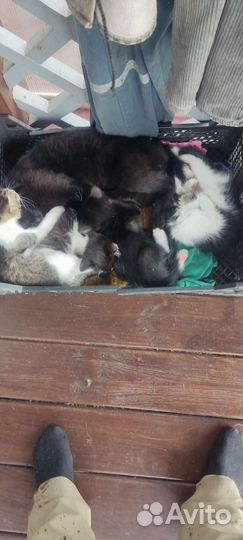 Котята в добрые руки