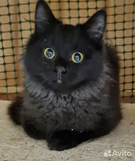 Котенок ищет дом