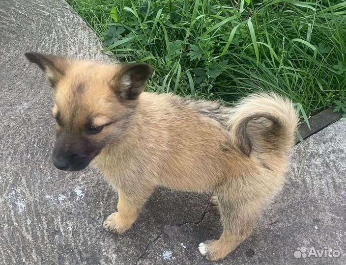 Щенок в добрые руки бесплатно