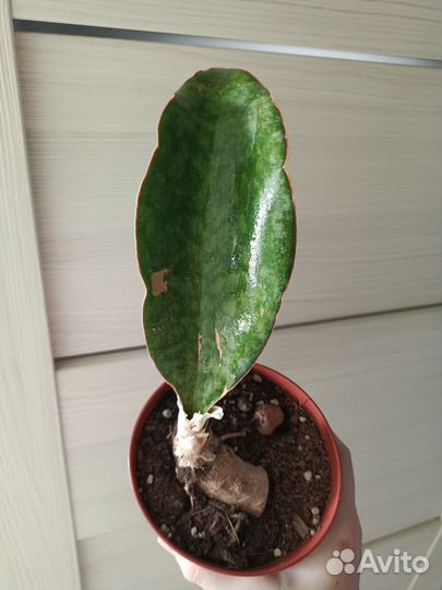 Сансевиерия