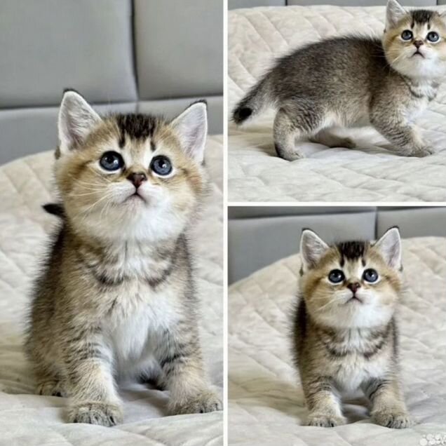 Шотландский прямоухий короткошёрстный котёнок