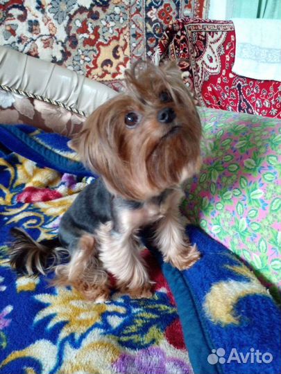 Гостиница для животных в квартире и частном доме